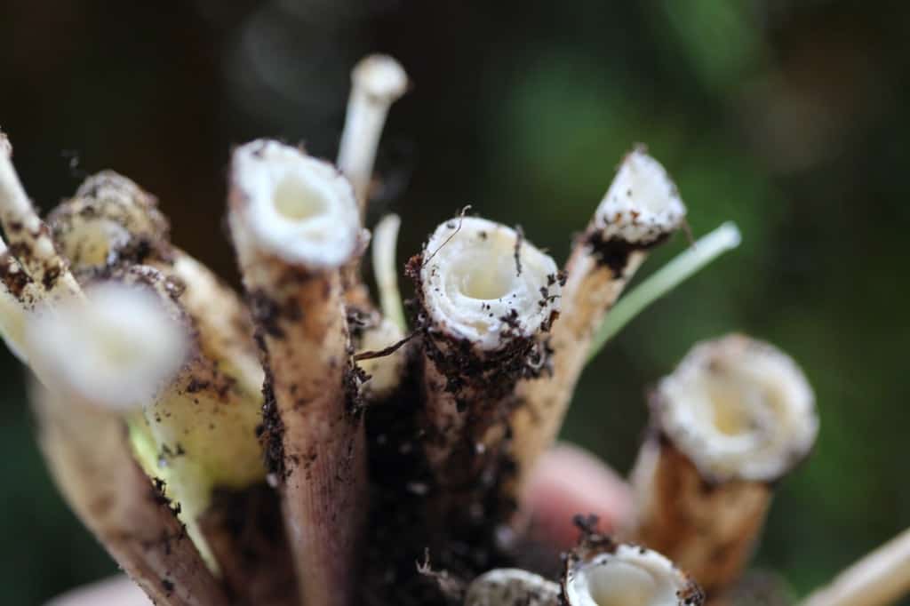 spent leaves pulled right off the top of calla lily rhizomes