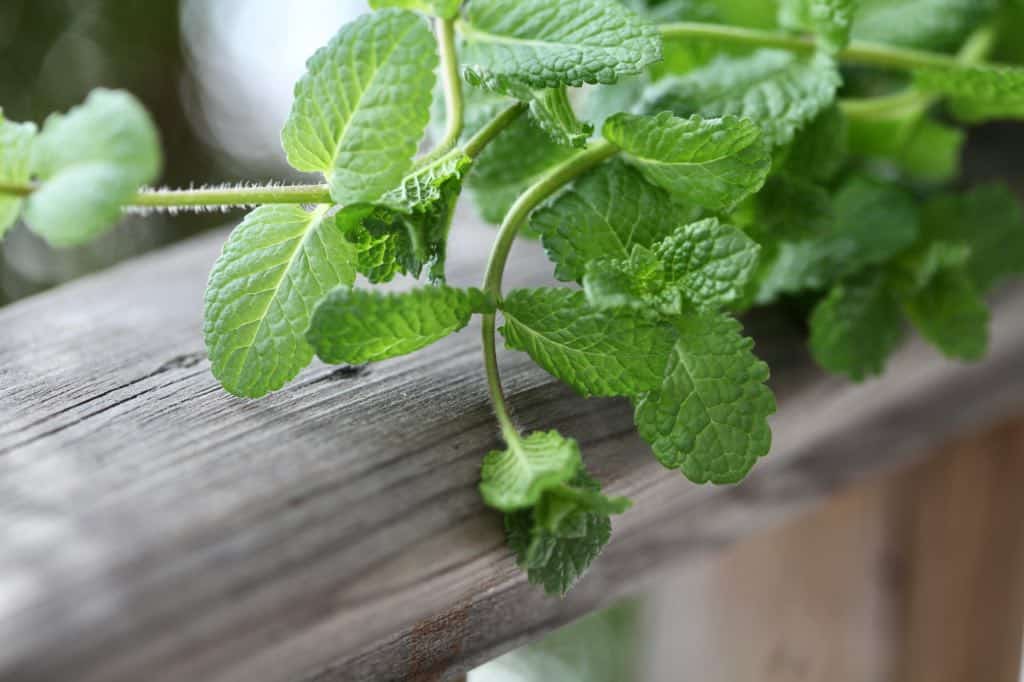 fresh mint on a wooden railing