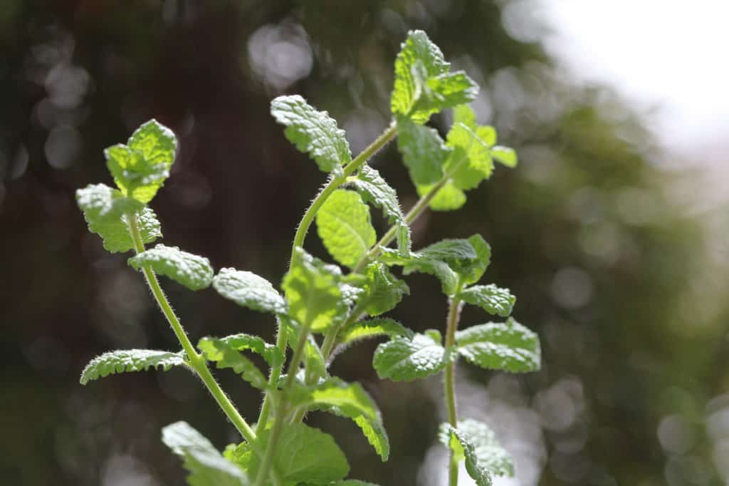 stems of mint against a blurred background