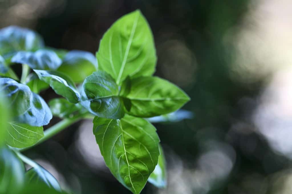 basil leaves and stems against a blurred background