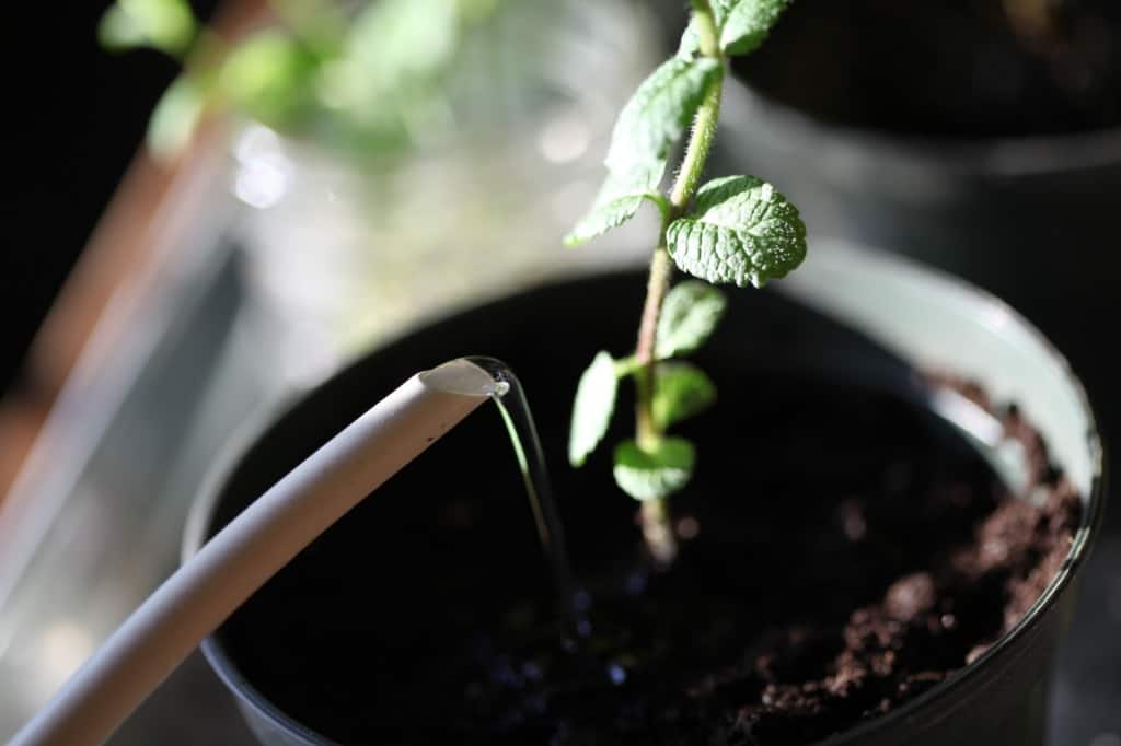 watering in a newly potted mint cutting