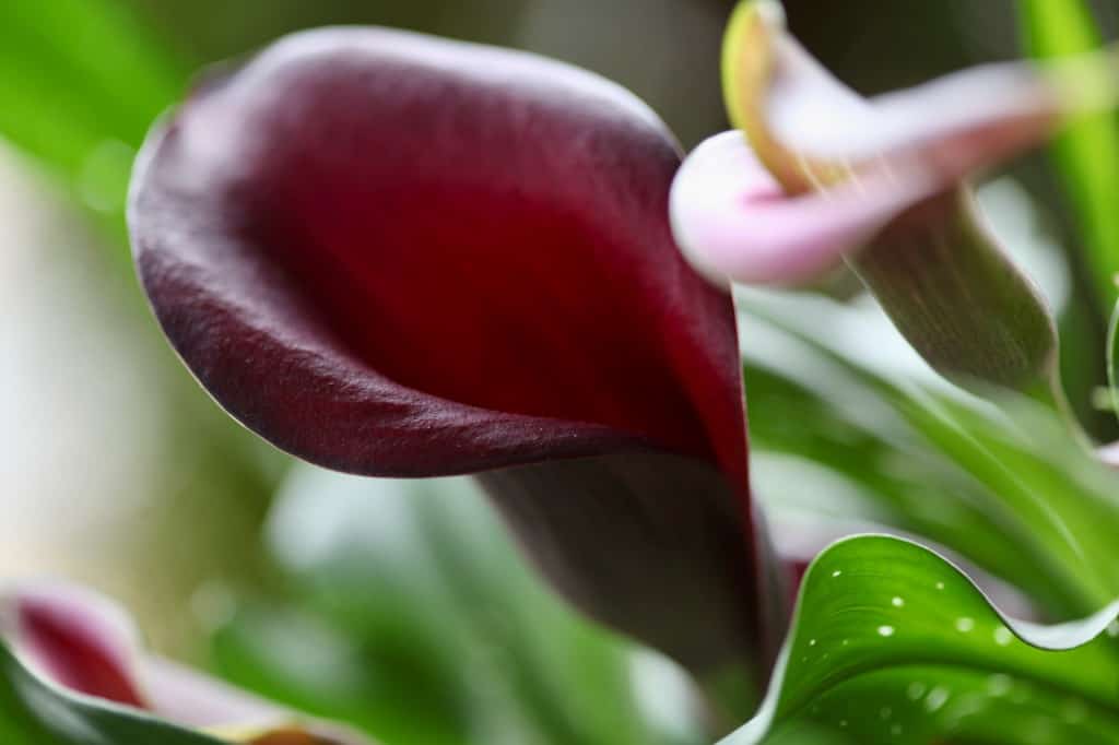 burgundy and pink calla lilies