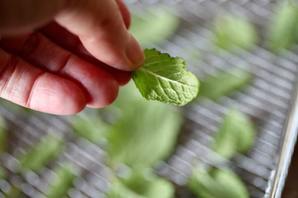 a hand holding a mint leaf to be dried in the air fryer