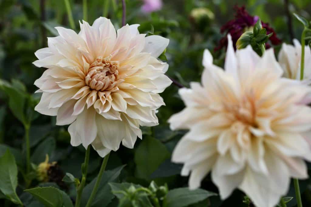 Cafe au Lait dahlias strategically placed in the garden for fertilization