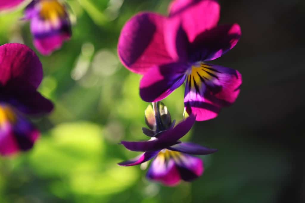 Johnny jump up violas are easy to grow from seed