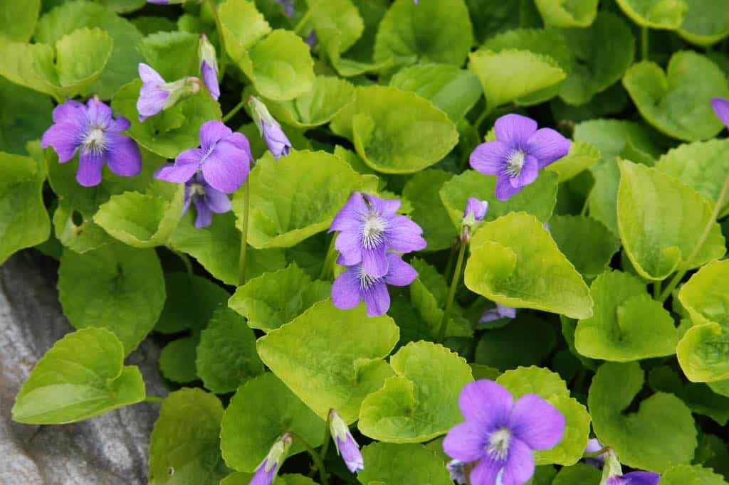 a patch of Viola odorata in the garden