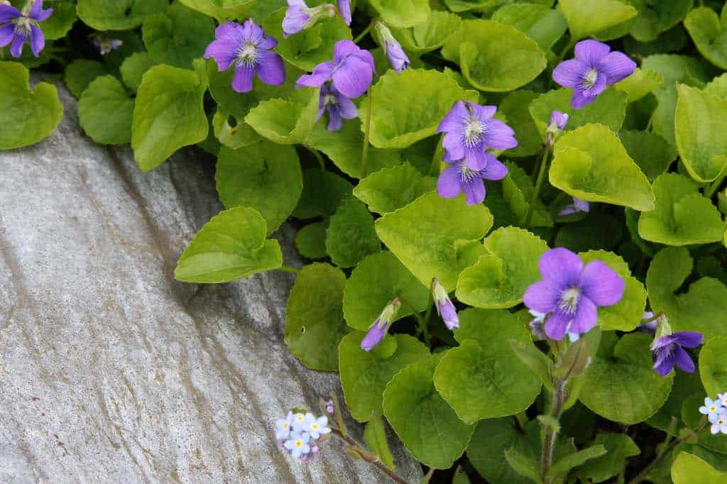 Viola odorata with purple flowers in the garden