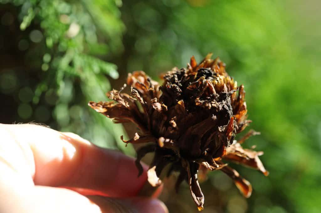 a dahlia seed head harvested for seed collecting