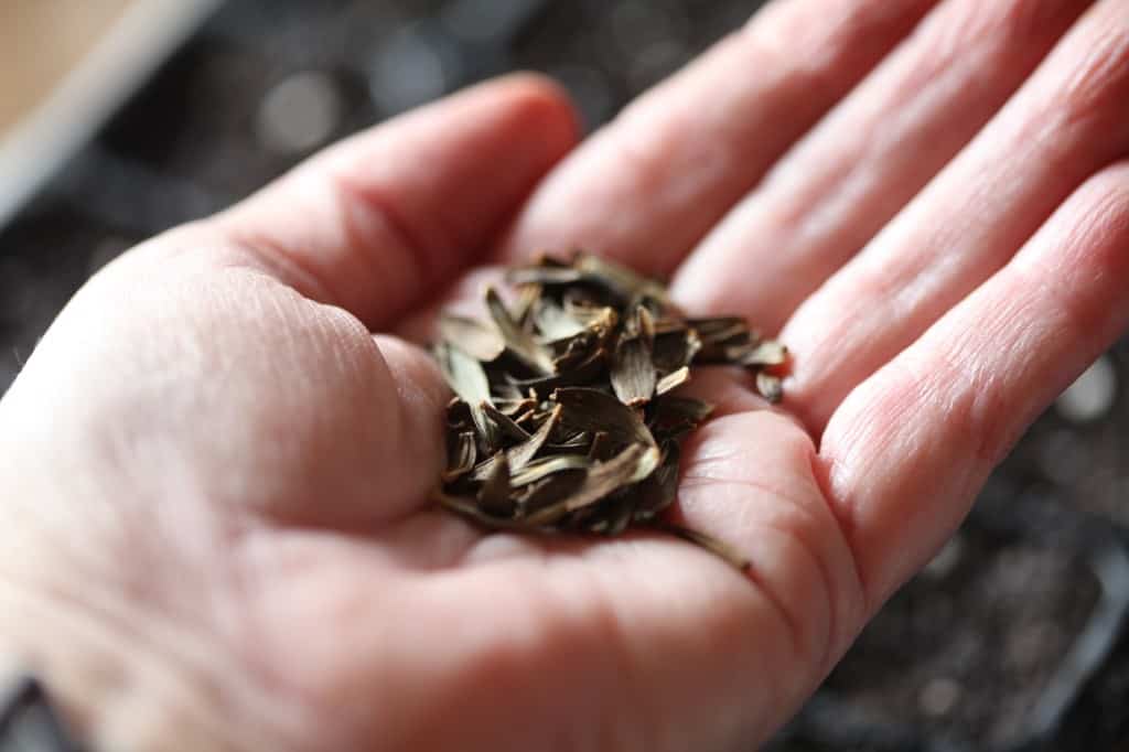 a handful of Cafe au Lait dahlia seeds