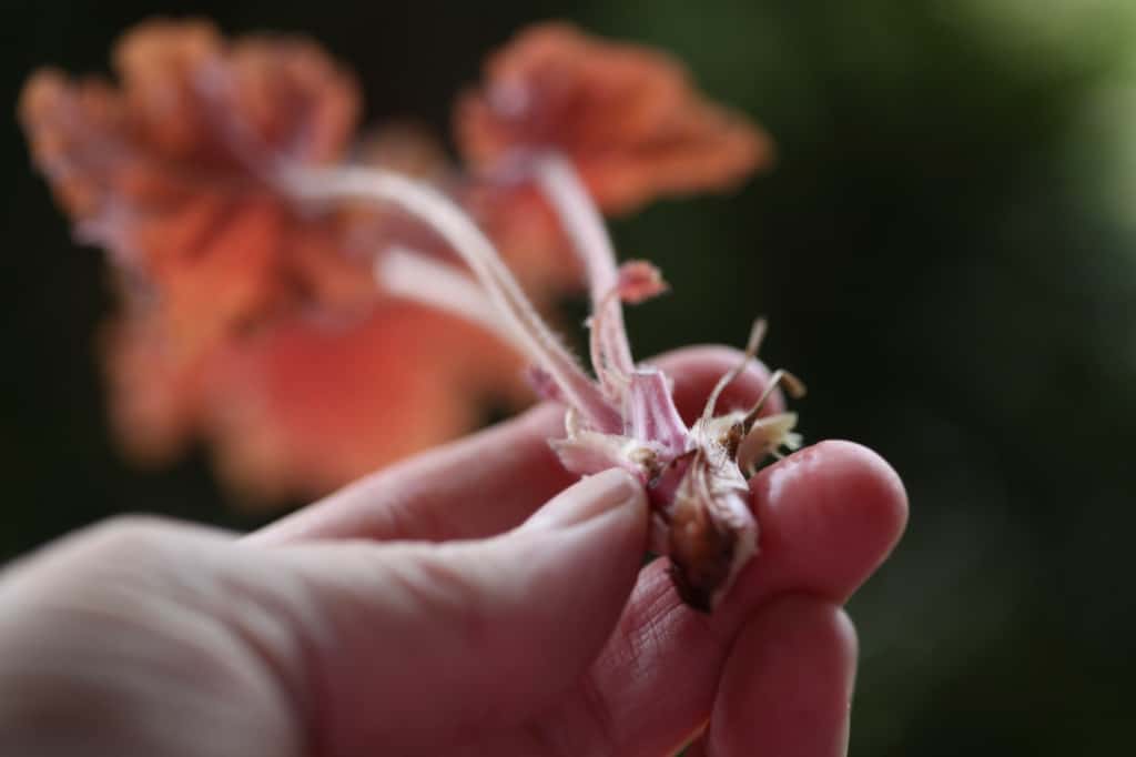 a hand holding a piece of coral bell stem without roots