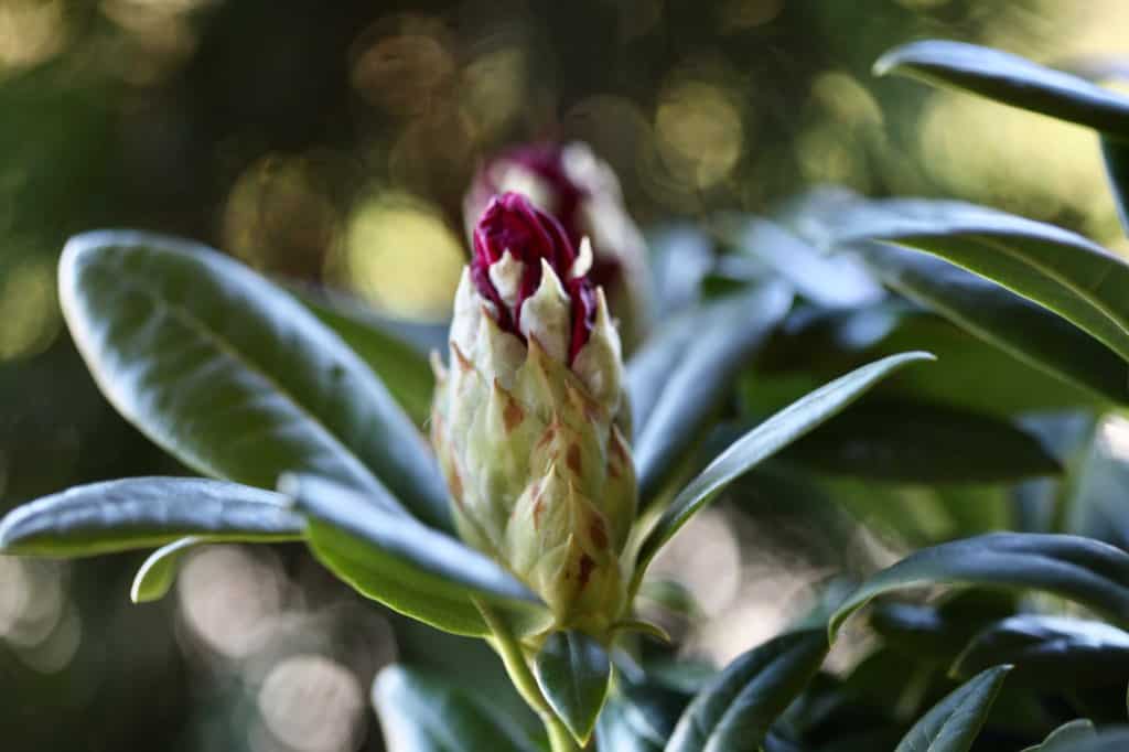 a rhododendron flower bud just starting to open