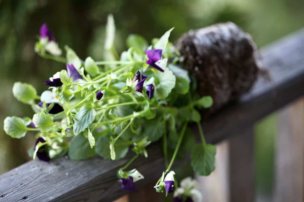 a small viola plant on a wooden railing, showing how to grow violas from seed