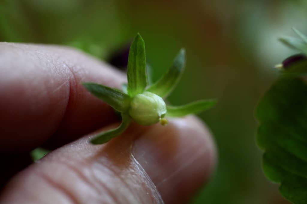 a hand holding a spent viola flower forming a seed pod