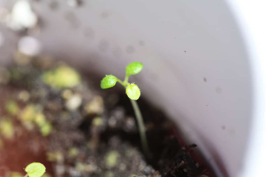a tiny coral bell seedling one month after planting