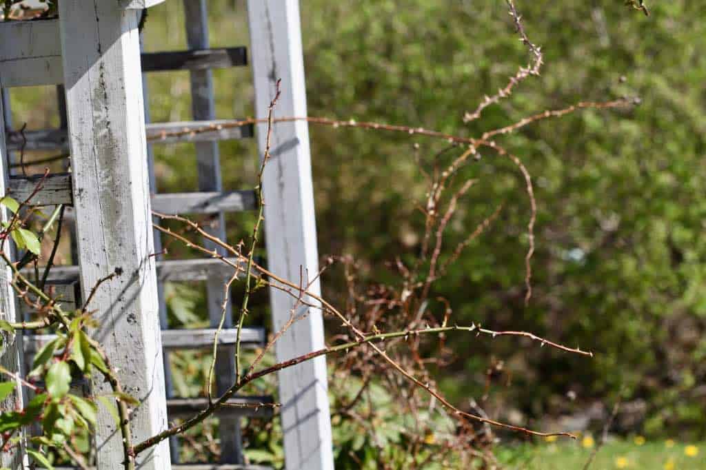 a climbing rose in the garden on an arbor before pruning