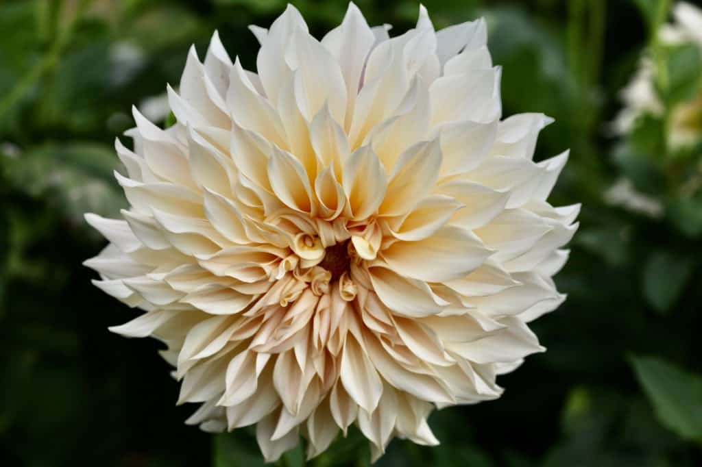 cafe au lait dahlia