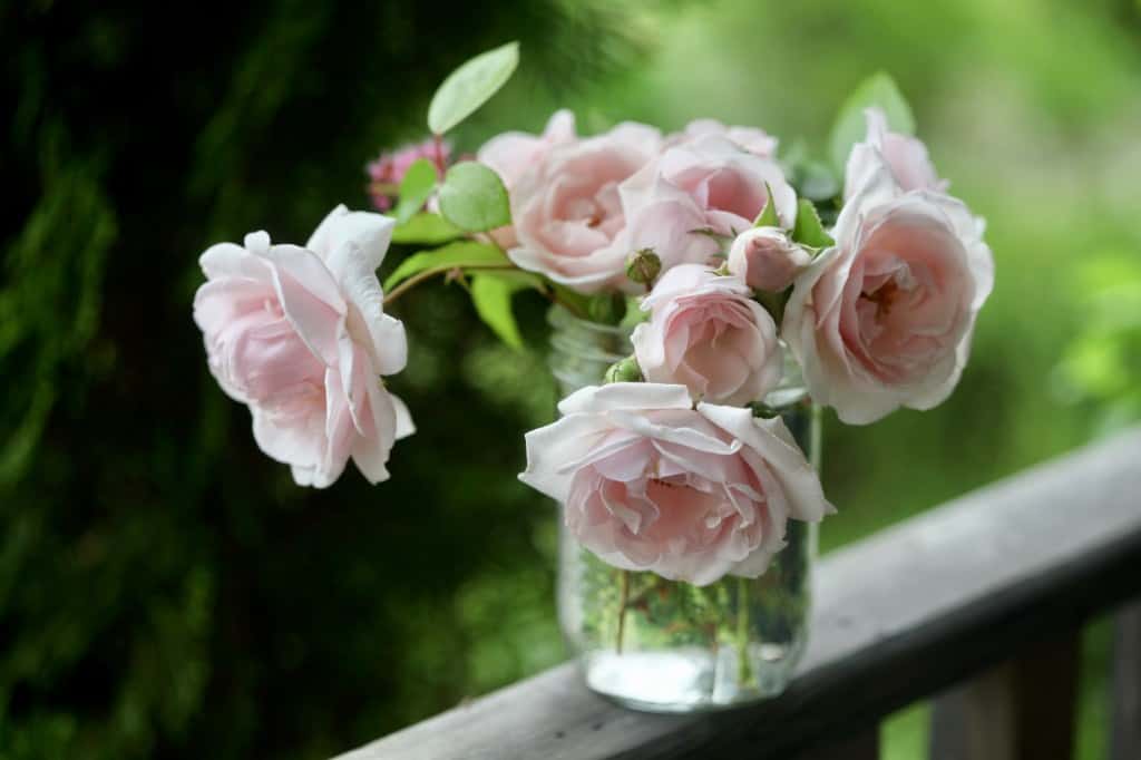 a bouquet of climbing rose blooms from the garden in a mason jar of water on a wooden railing