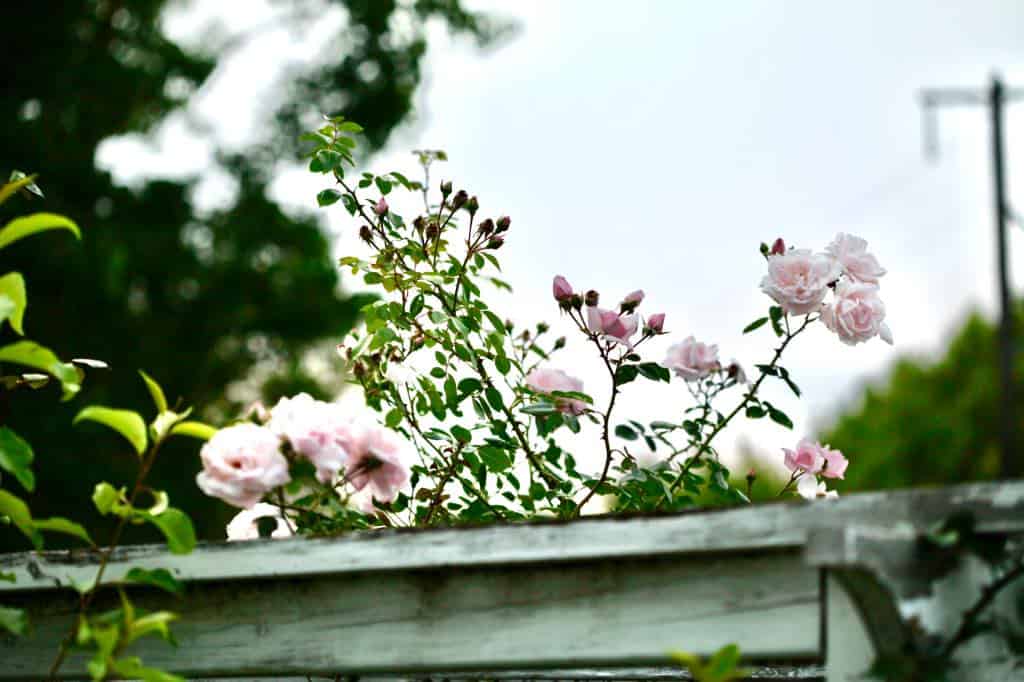 climbing roses blooming on lateral canes at the top of the arbor