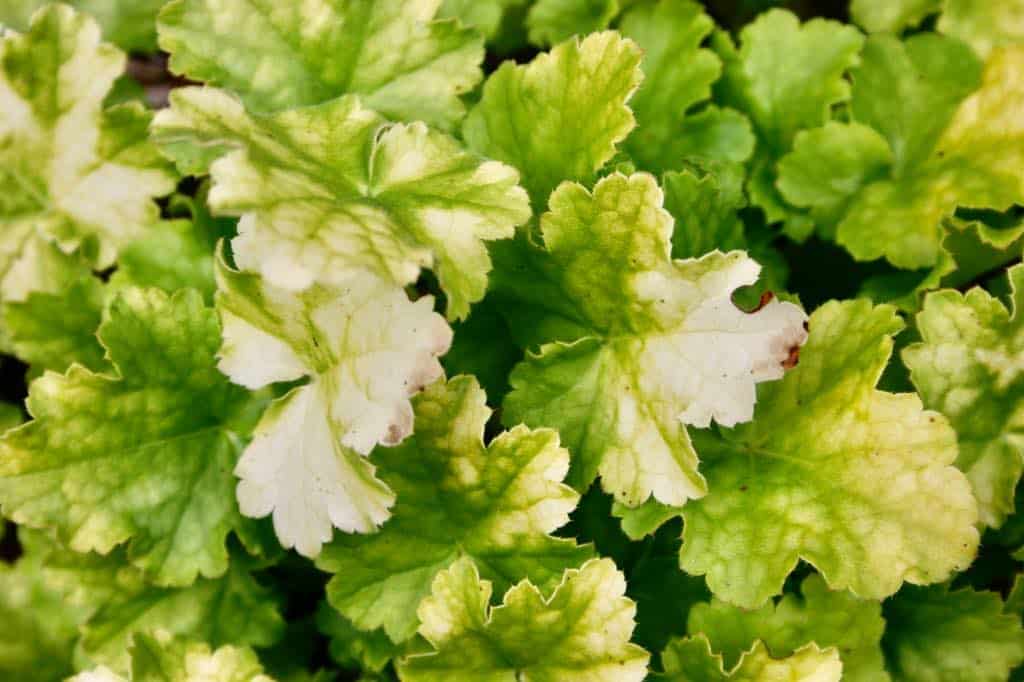 green coral bell leaves burned from the sunlight,  showing how to grow coral bells