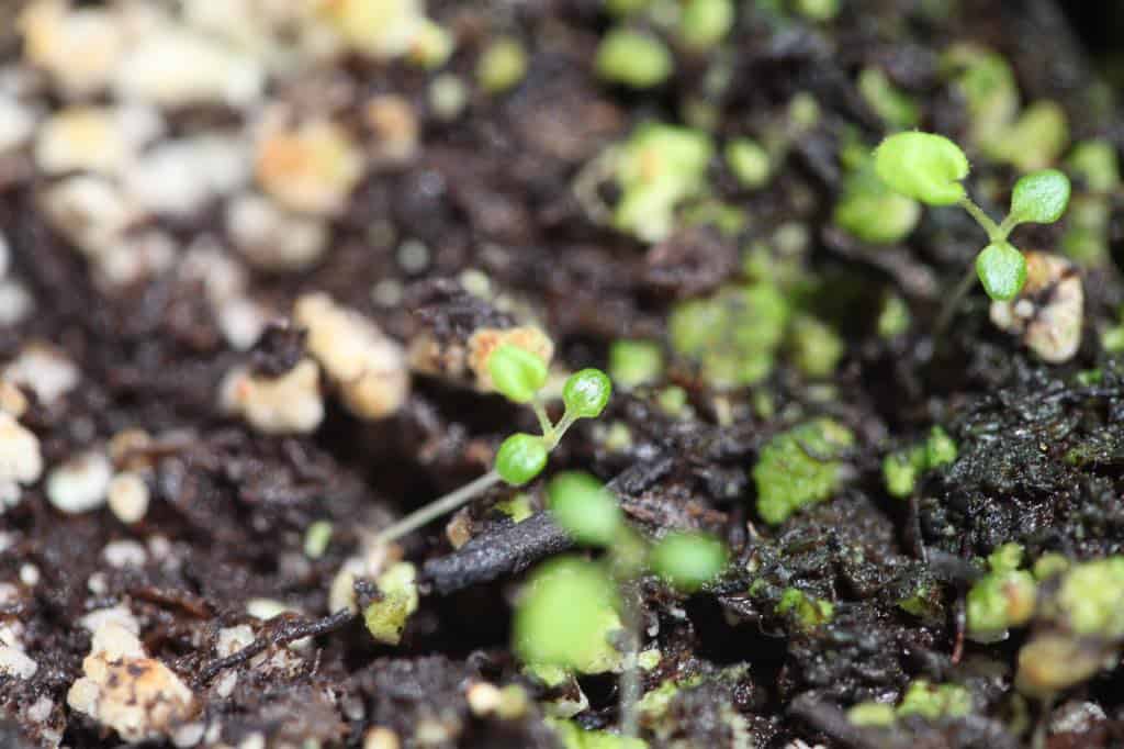tiny coral bell seedlings