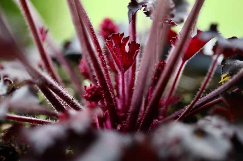 coral bells growing new stems from the centre of the plant