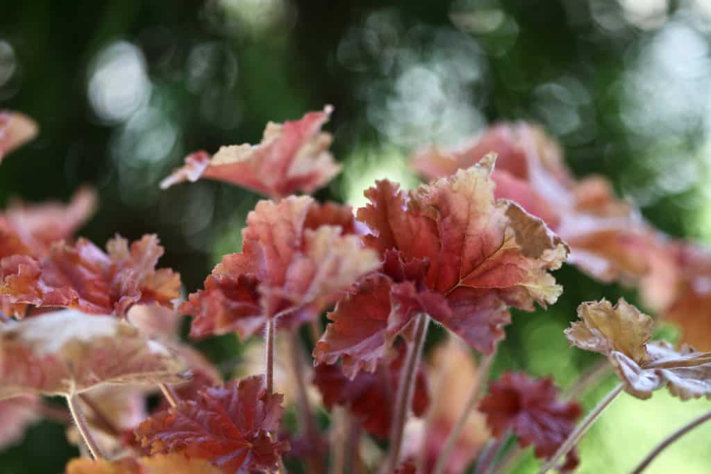 peach coloured coral bells