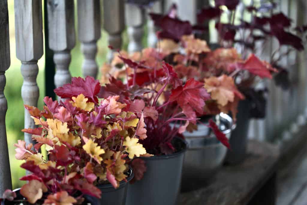 different coral bell plants lined up on a wooden bench, showing how to grow coral bells