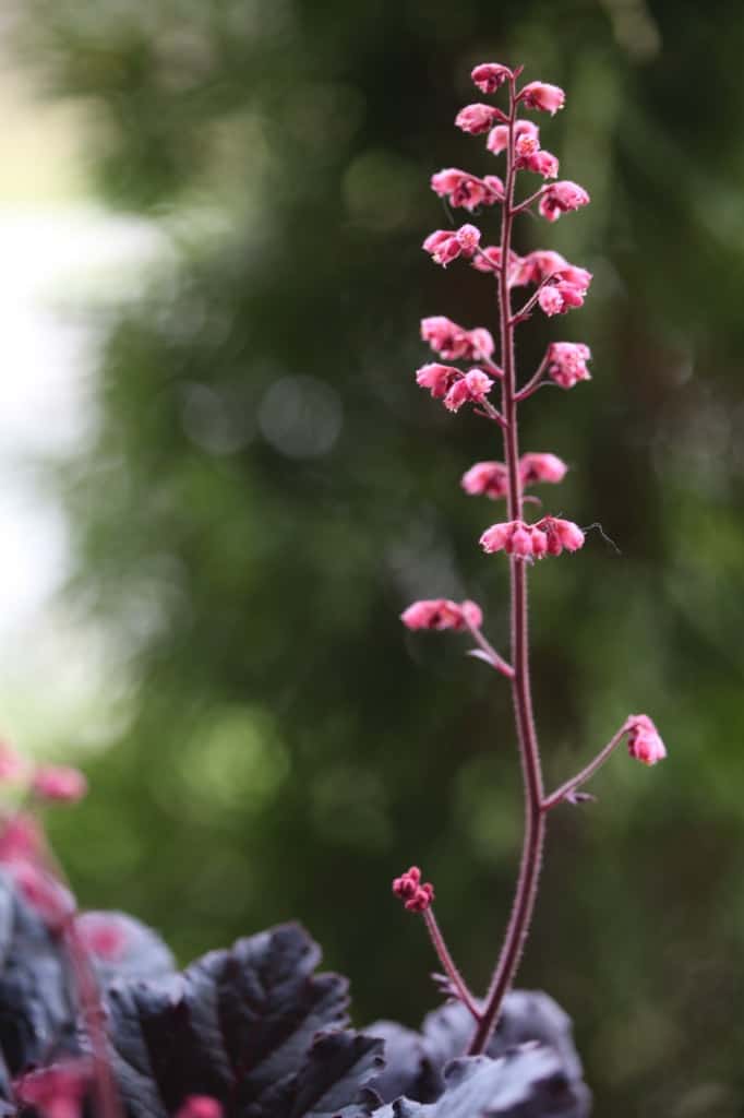 coral bells in bloom