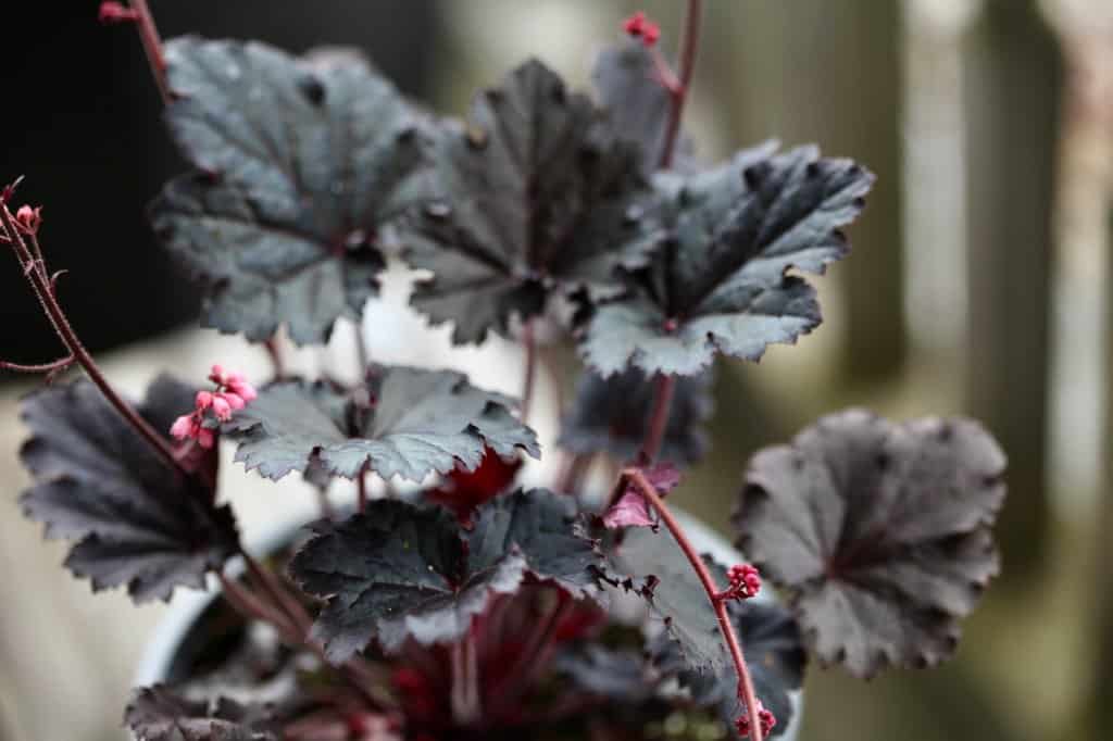 a burgundy coloured heuchera