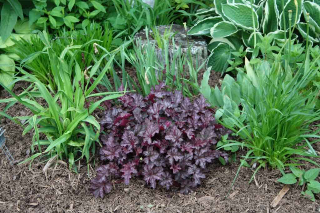 a burgundy coloured coral bells plant growing in the garden, showing how to grow coral bells