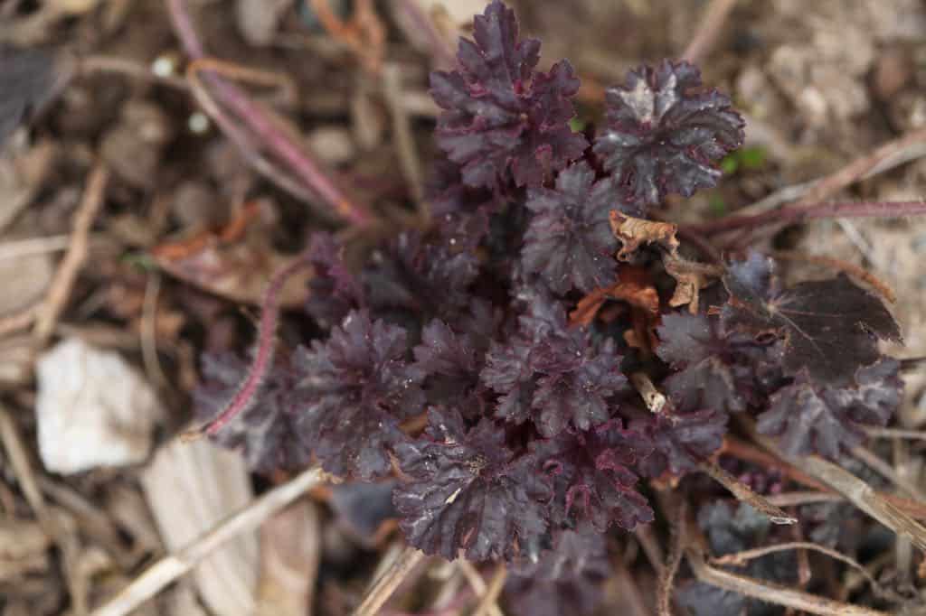 coral bells with burgundy foliage, just starting to grow in spring, well mulched in the garden