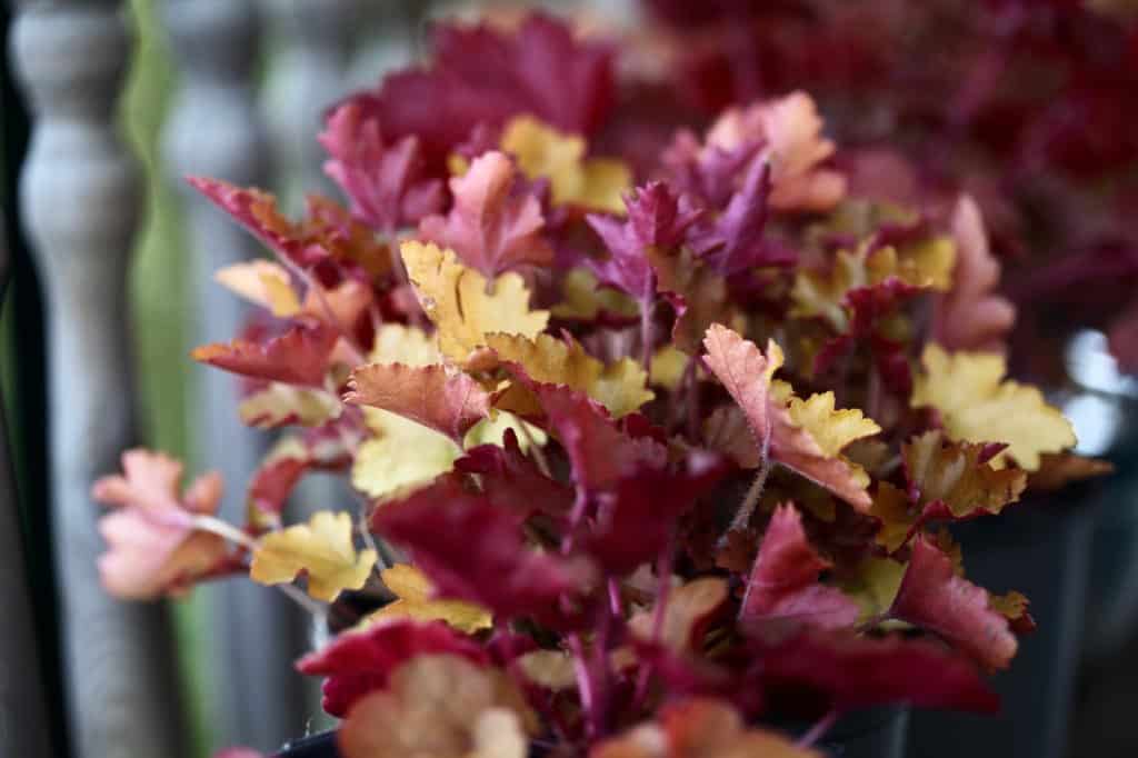 multi-coloured coral bell leaves