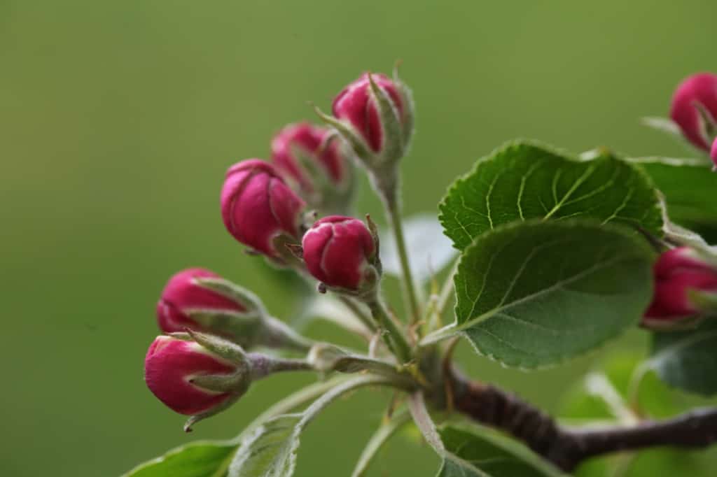 crabapple blossoms in bud