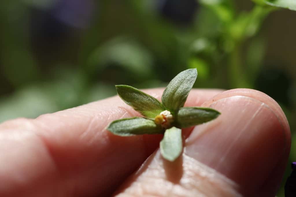 a hand holding a viola spent bloom