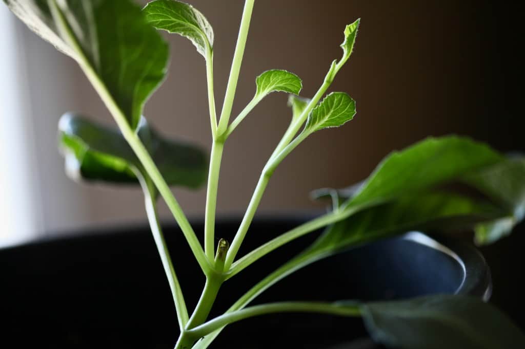 dahlia seedling pinched