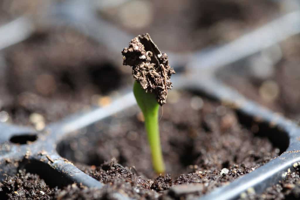 dahlia seedling pushing through the soil, seven days after the seed was planted