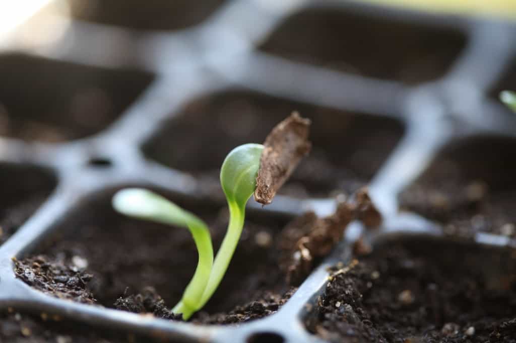 dahlia seedling seven days after planting