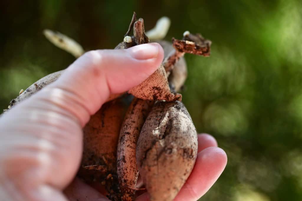 a hand holding dahlia seedling tubers dug at the end of last season, and now sprouting in spring