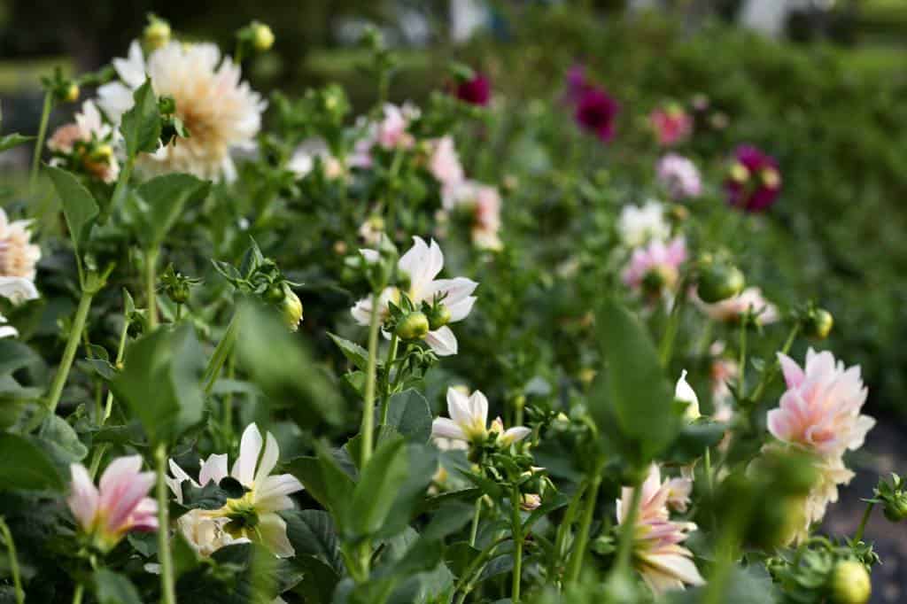 dahlias in the garden