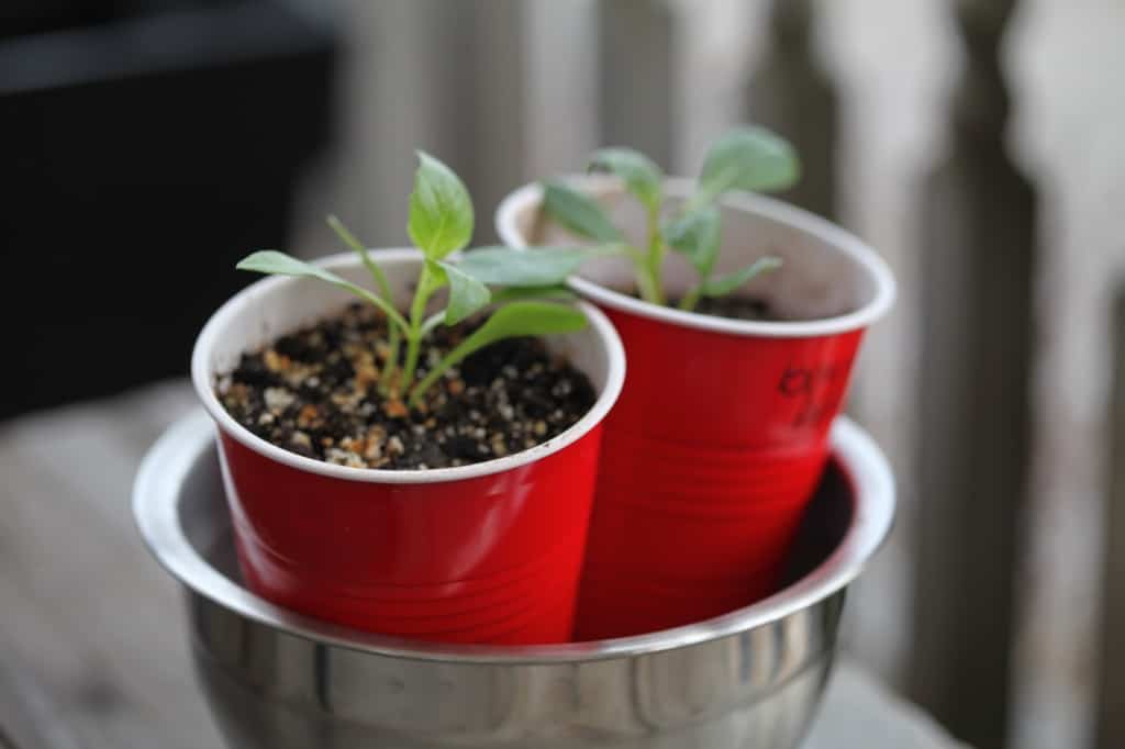 dahlia seedlings in solo cups