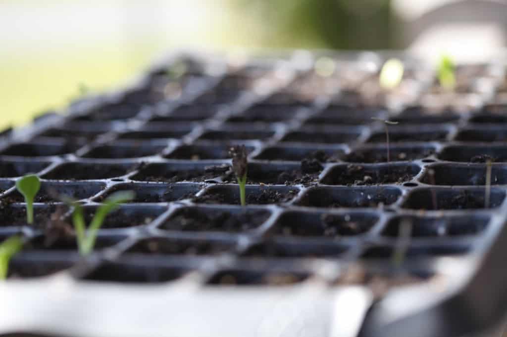 dahlia seedlings in a cell tray sprouting