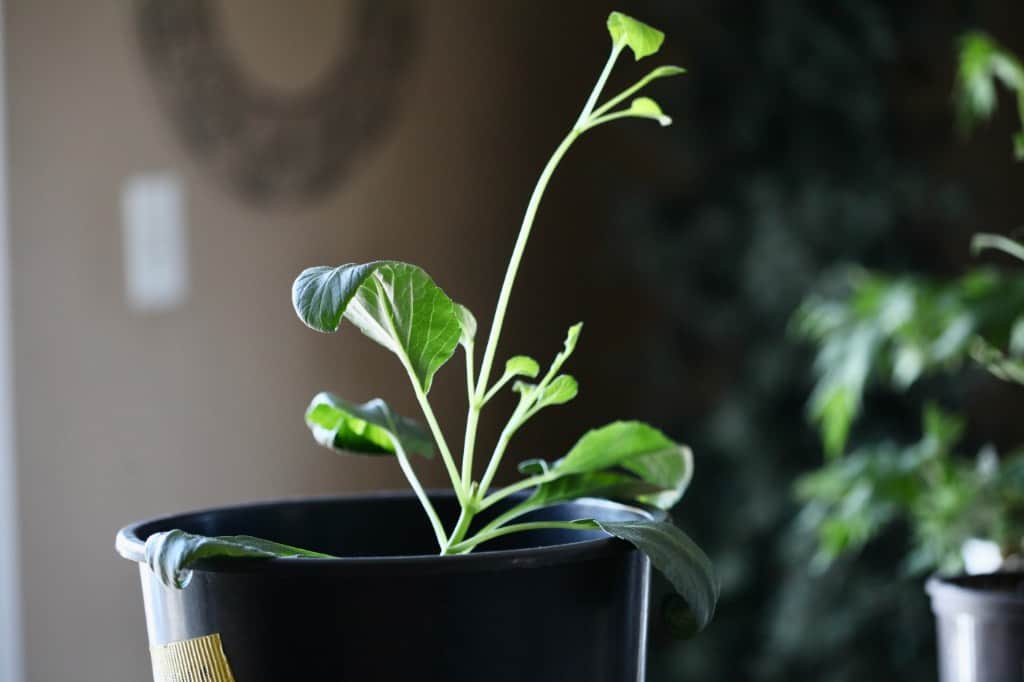 a dahlia seedling in a black pot planted from seed