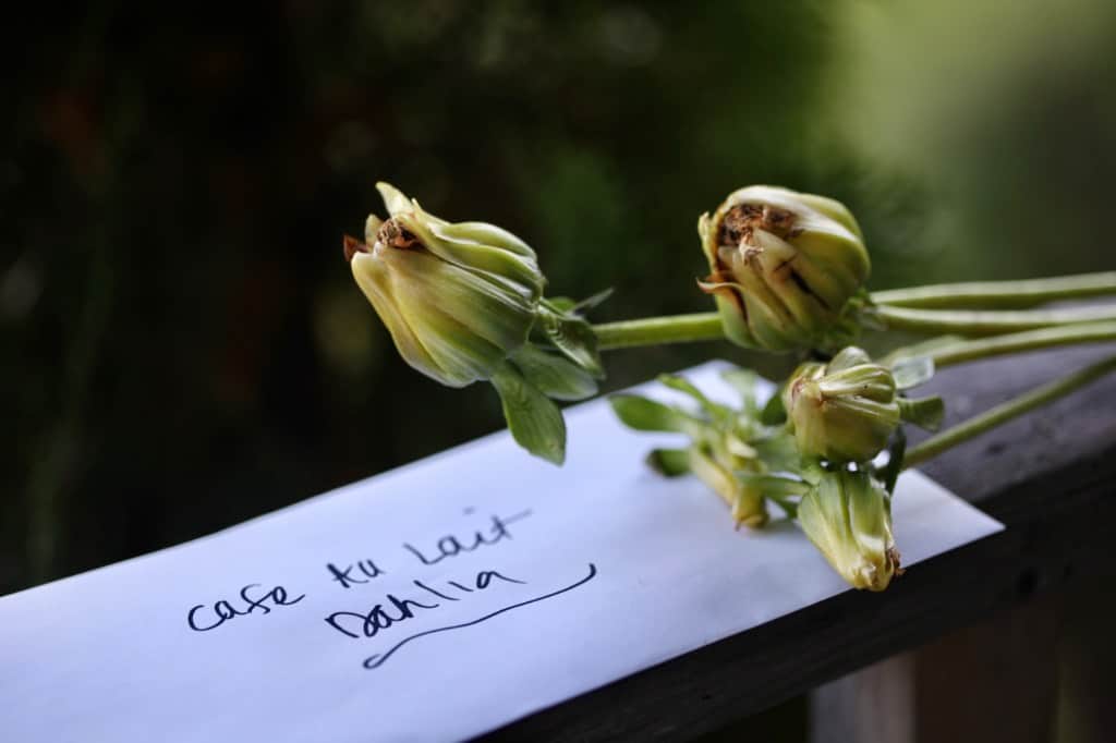 dahlia seed pods and an envelope with seeds