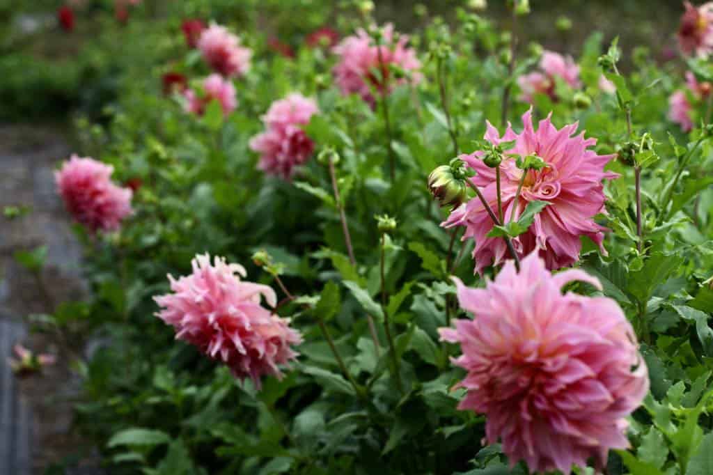 pink dahlias in the garden