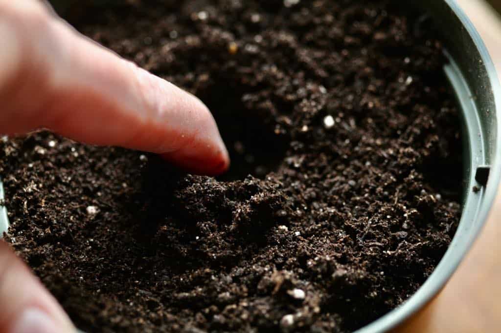 a hand making a hole in soil to plant a dahlia seed in a pot