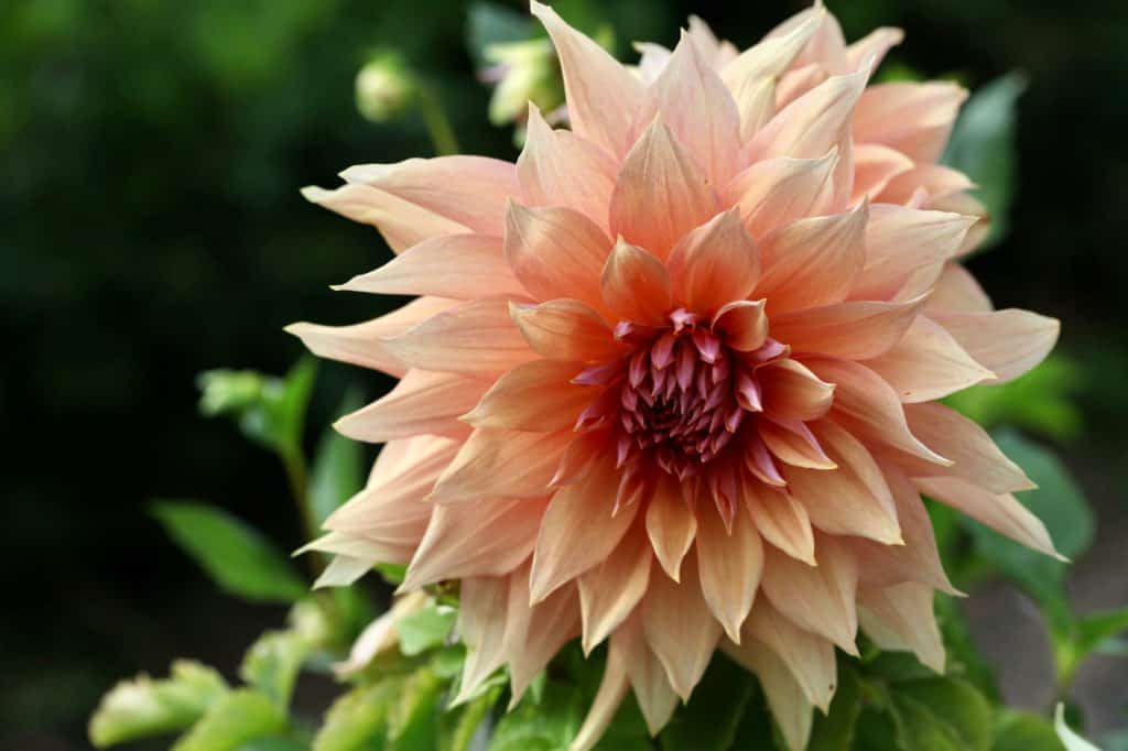 a salmon coloured dahlia