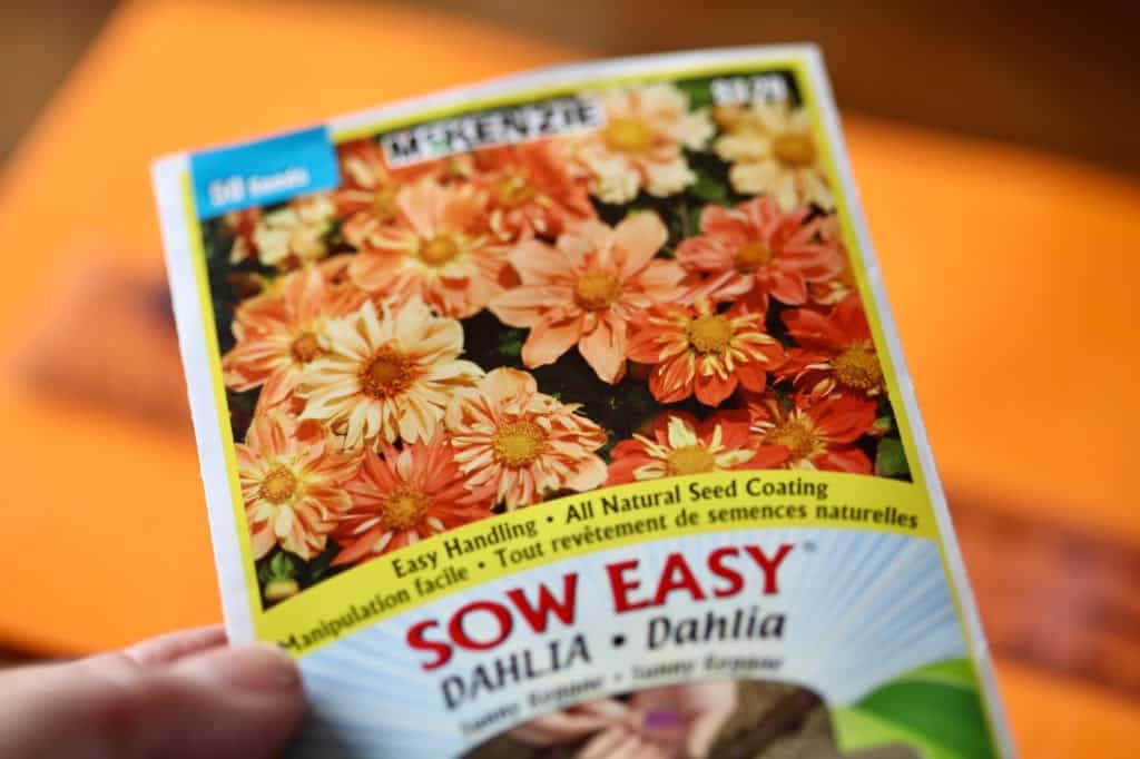 a hand holding a dahlia seed packet