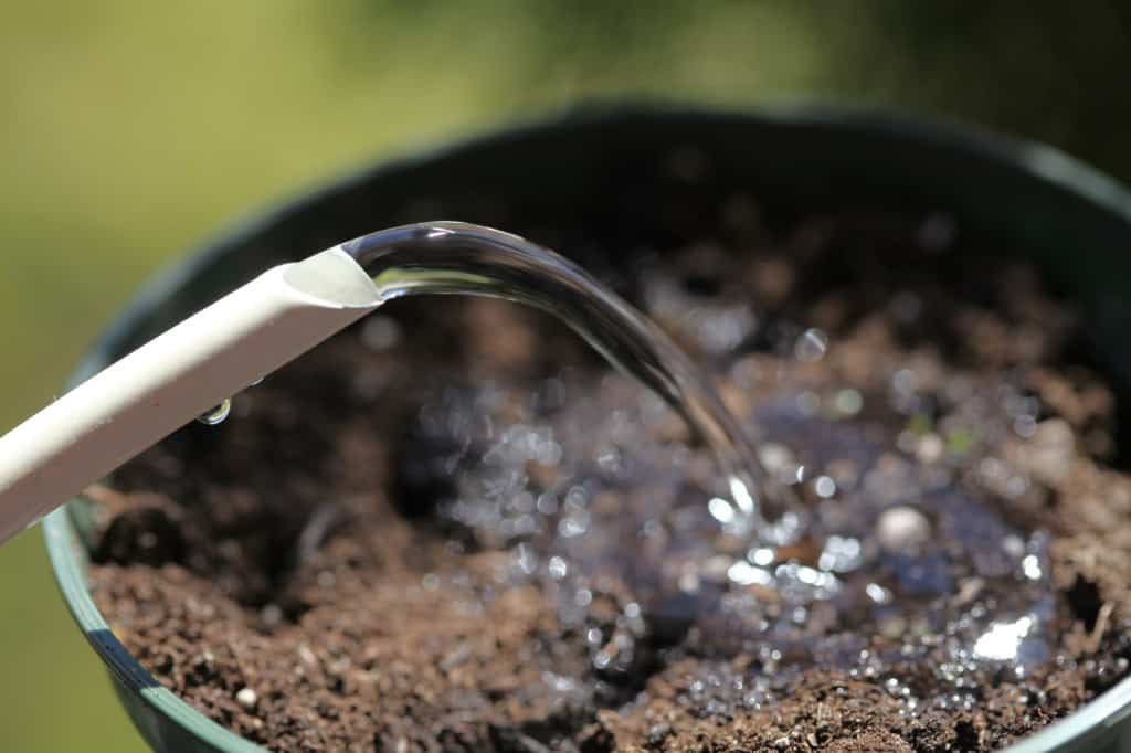 watering a pot with planted dahlia seeds