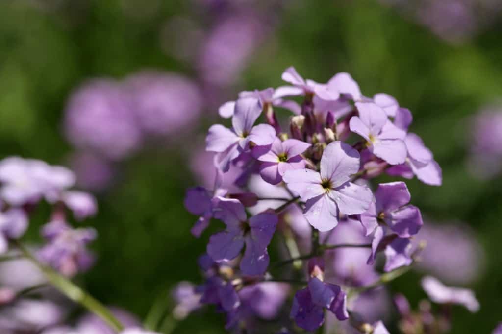 dame's rocket flowers