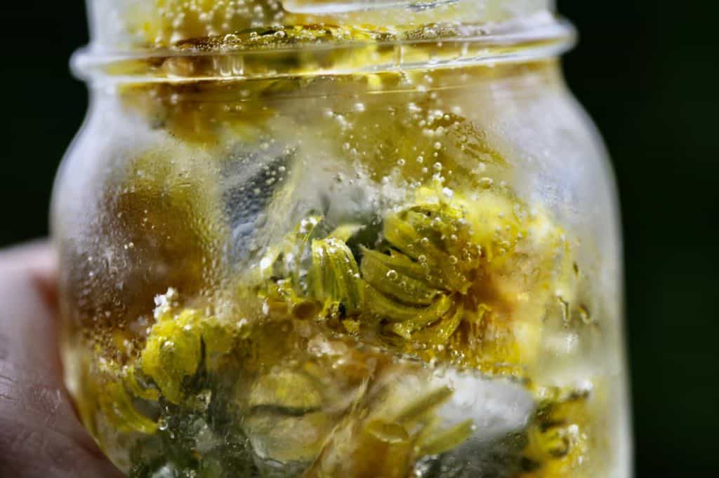 dandelion ice cubes in sparkling water